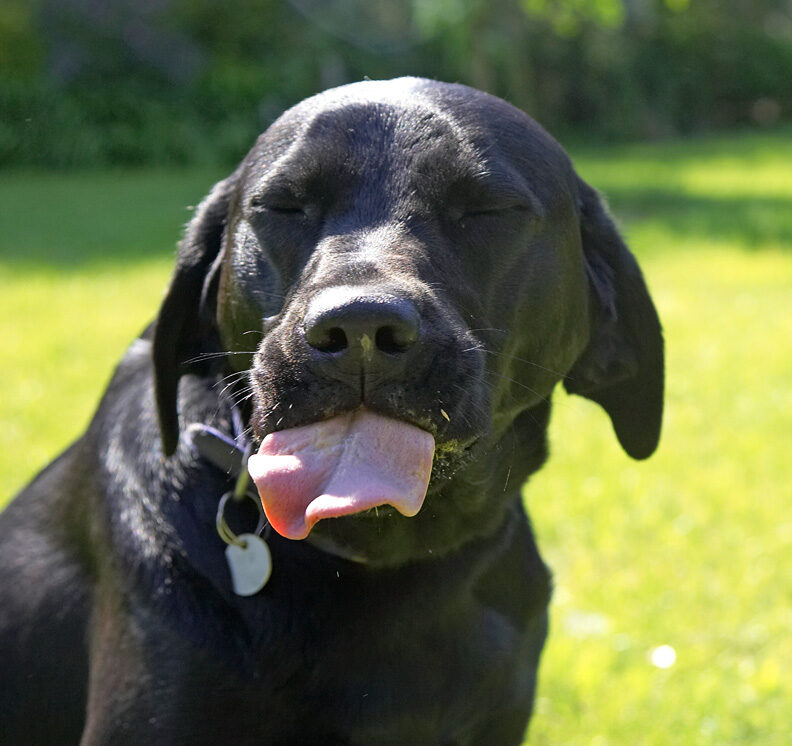 My tongue is ready to receive
