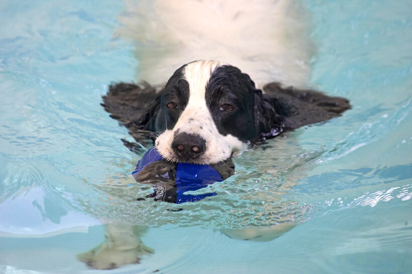 Charlie Retrieving the Ball