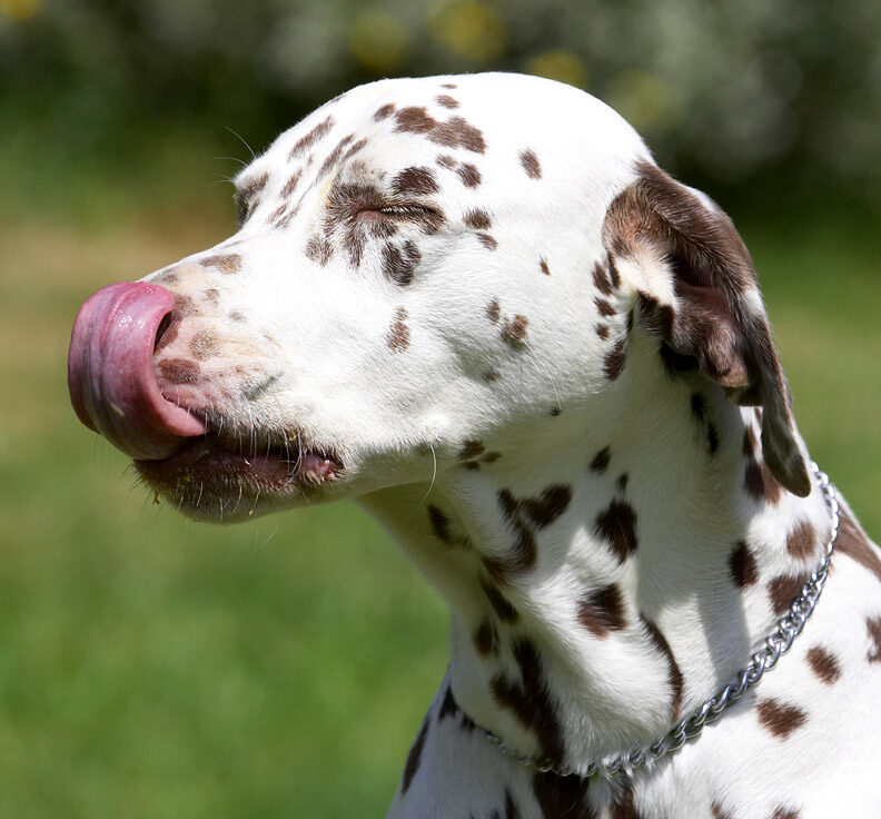 And here is a side view of my tongue