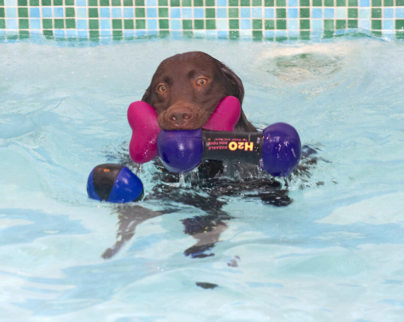 Now, how am I going to add that ball to my collection?