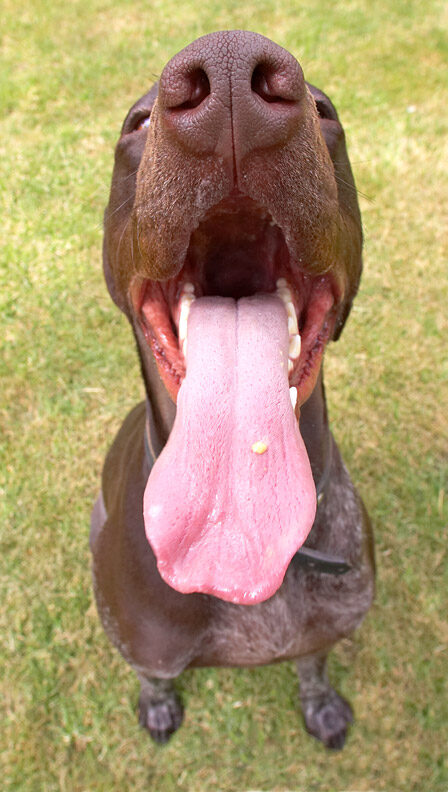 As Bruce Forsyth would say "all tongue and nose!
