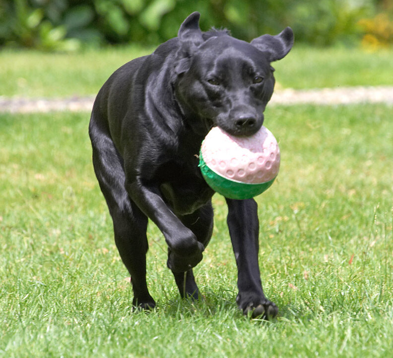 Now, this is what I call a man's ball!