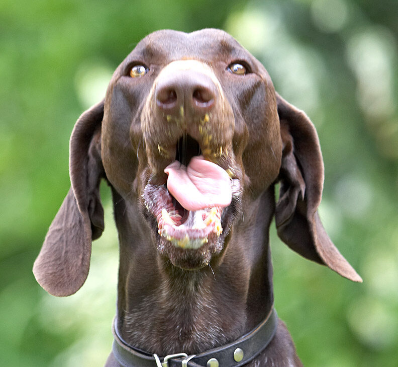 My tongue is getting a lot of exercise today