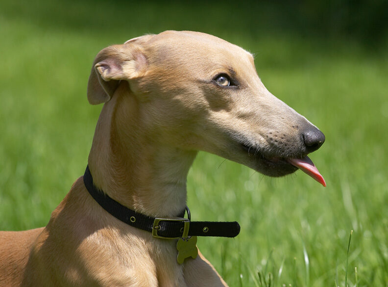 Peanut butter - yum