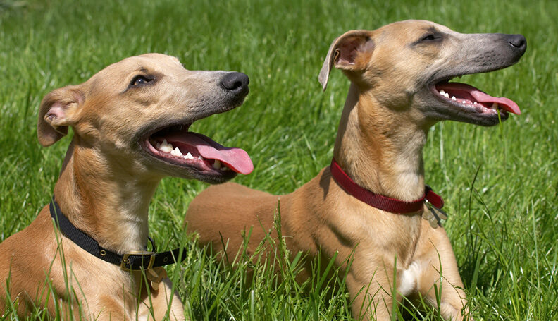 Aren't we a handsome pair!