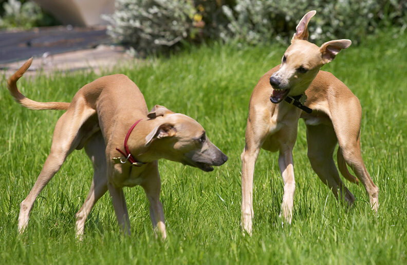 Picnic over, time for play