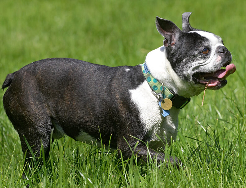 Now, where did that rubber bone go?