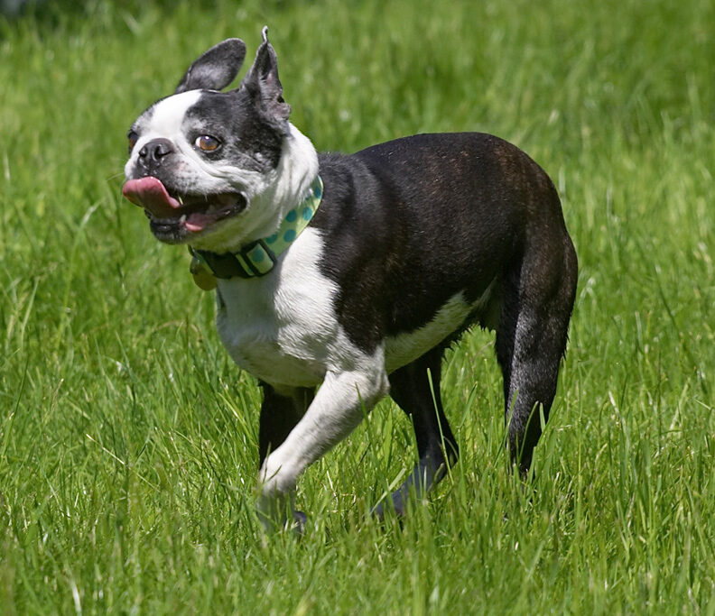 I'm on the hunt for that rubber bone