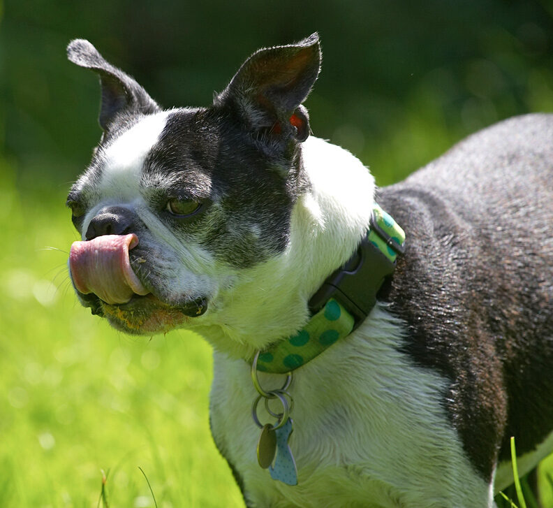 Why does the peanut butter always get up my nose?