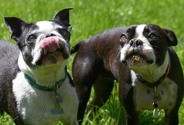 Yummy, peanut butter time