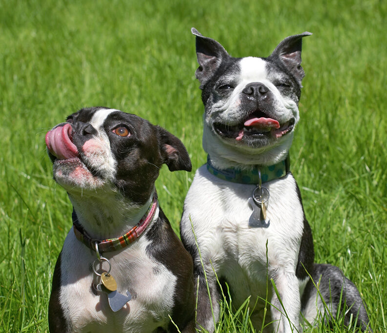 Look, I can smile and lick at the same time