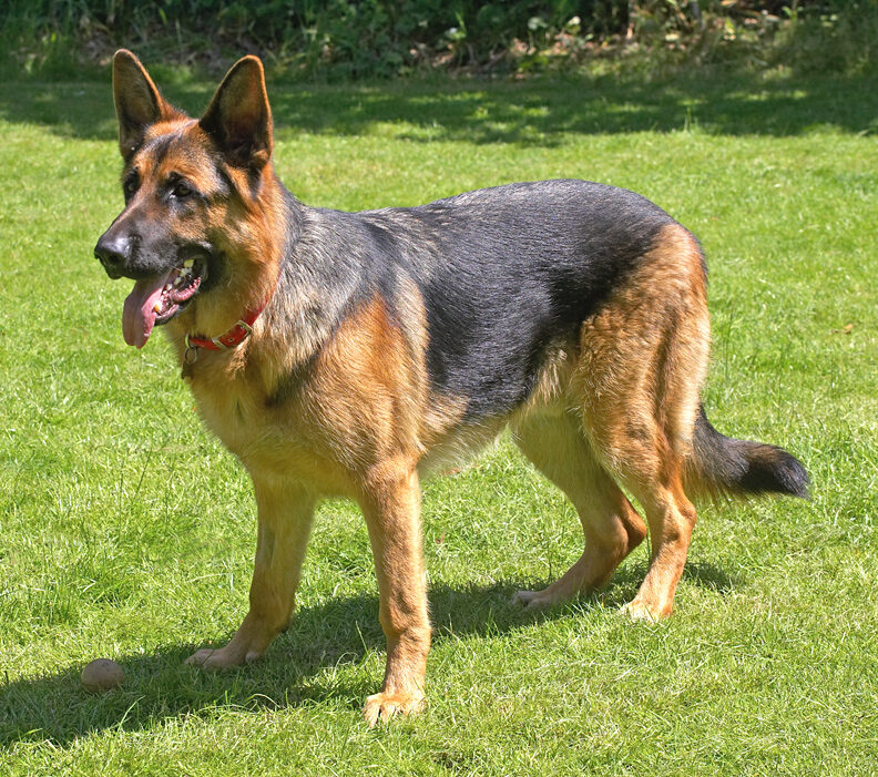 Throw the ball then!