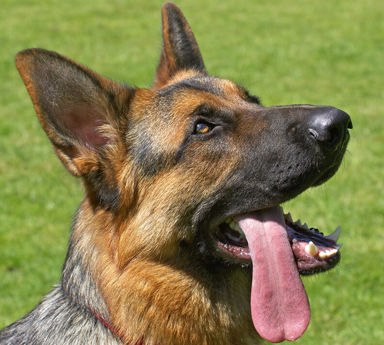 This is the length of MY tongue!
