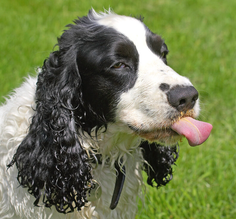 Is there some on the end of my tongue?