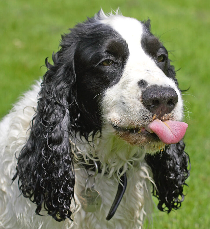 My tongue has never had so much exercise!