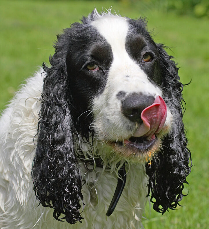 I've got the cleanest nose in the dog world