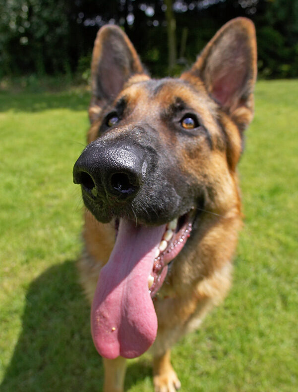 Boy, big nose, big tongue