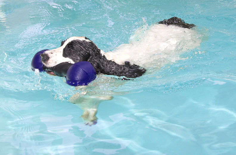 What an accomplished swimmer I've become