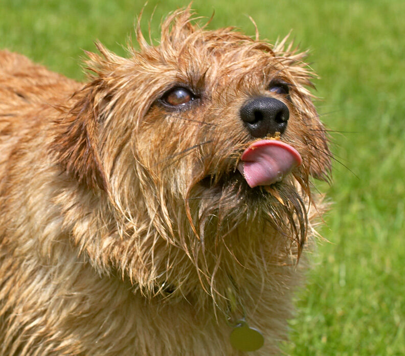 What a dainty tongue