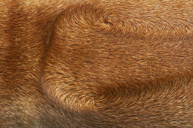 The defining characteristic of a Rhodesian Ridgeback........