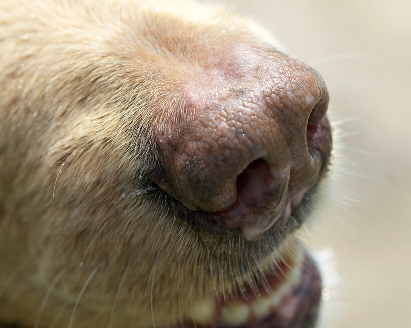 What a beautiful nose