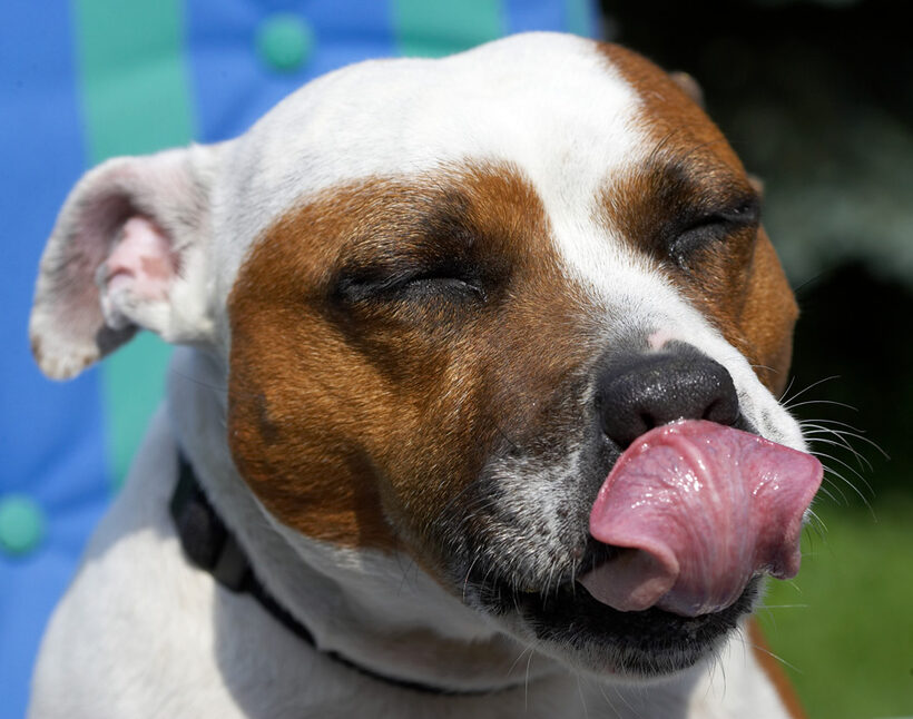 Gosh, Mom and Dad will think I just ate through my holiday.........