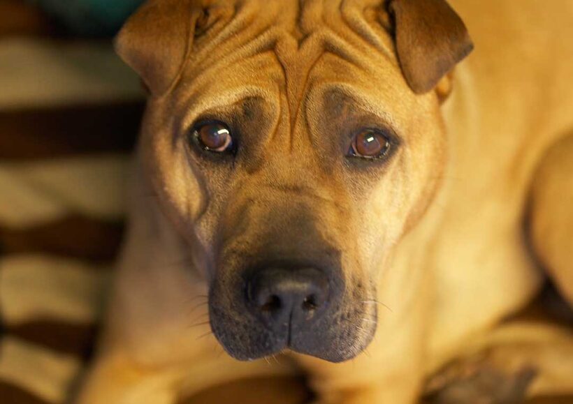 Animal, Animals, Canine, Canines, Dog, Dogs, Land Mammal, Land Mammals, Play, Playng, Playtime, Shar-pei, Shar-peis, Stick, Terrestrial Mammal, Terrestrial Mammals, verity