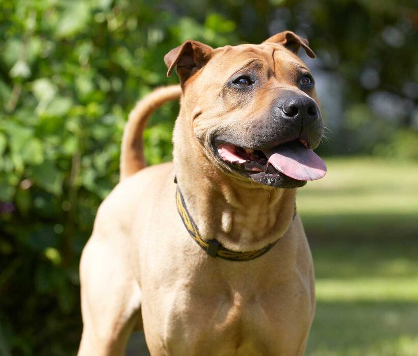 Animal, Animals, Canine, Canines, Dog, Dogs, Land Mammal, Land Mammals, Play, Playng, Playtime, Shar-pei, Shar-peis, Stick, Terrestrial Mammal, Terrestrial Mammals, tongue