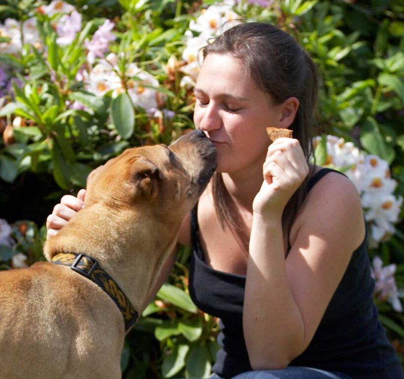 Animal, Animals, Canine, Canines, Dog, Dogs, Kiss, kissing, Land Mammal, Land Mammals, Play, Playng, Playtime, Shar-pei, Shar-peis, Stick, Terrestrial Mammal, Terrestrial Mammals, Verity
