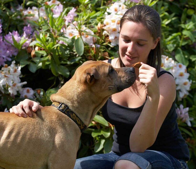 Animal, Animals, Canine, Canines, Dog, Dogs, Land Mammal, Land Mammals, Play, Playng, Playtime, Shar-pei, Shar-peis, Stick, Terrestrial Mammal, Terrestrial Mammals, verity
