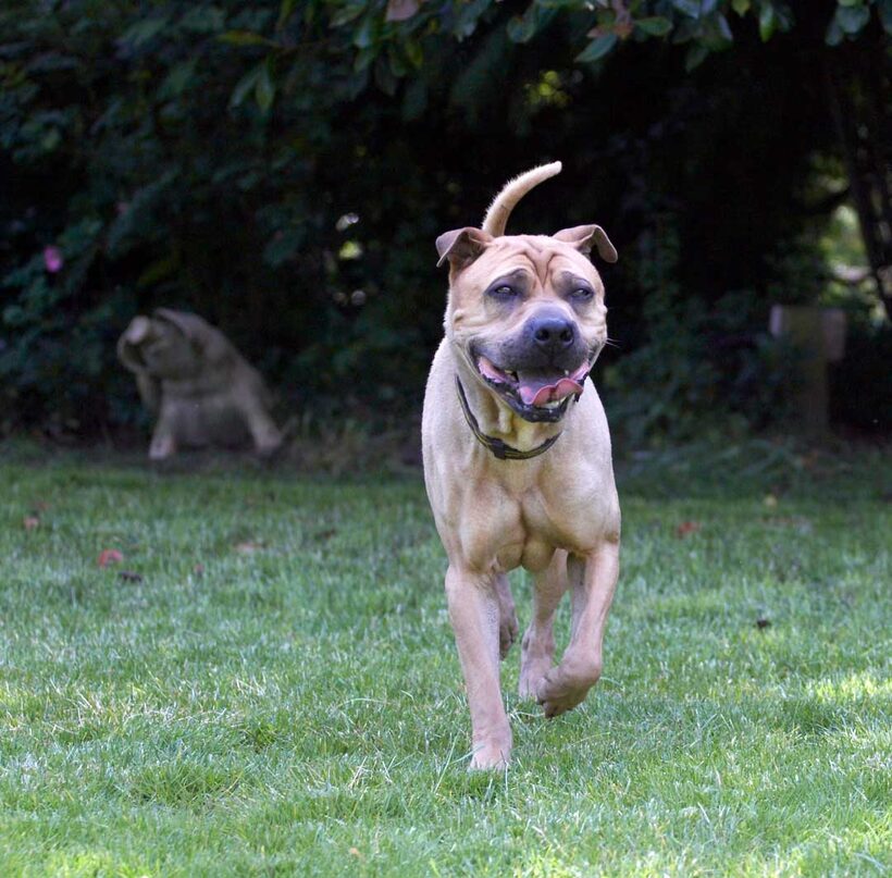 Animal, Animals, Canine, Canines, Dog, Dogs, Land Mammal, Land Mammals, Play, Playng, Playtime, Shar-pei, Shar-peis, Stick, Terrestrial Mammal, Terrestrial Mammals