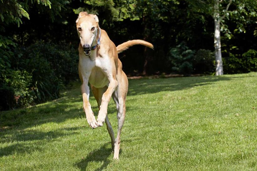 Leaping, Mr Laurel, Play, Playing, Playtime, Run, Running, Terrestrial Mammal, Terrestrial Mammals, Action, Animal, Animals, Canine, Canines, Dog, Dogs, Greyhound, greyhounds, Jump, Jumping, Land Mammal, Land Mammals, Laurel, Leap