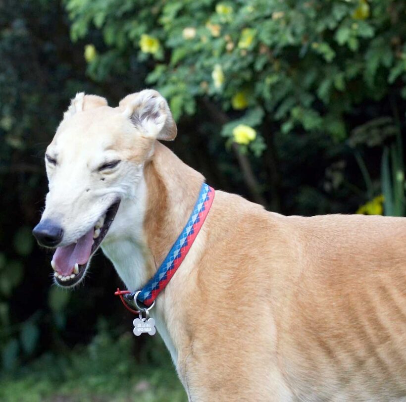Animal, Animals, Canine, Canines, Dog, Dogs, Greyhound, Greyhounds, Land Mammal, Land Mammals, Laurel, Mr Laurel, Play, Playing, playtime, Smile, Smiling, Terrestrial Mammal, Terrestrial Mammals
