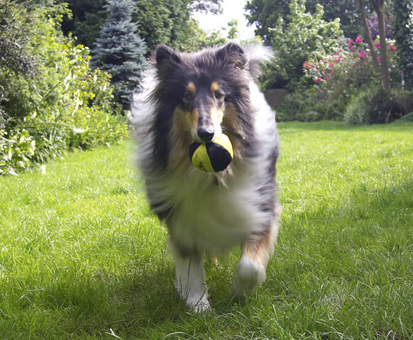 Collies, Dog, Dogs, Rough collie, Scooby
