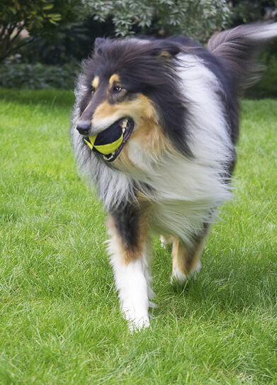 Collies, Dog, Dogs, Rough collie, Scooby