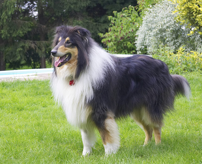 Collies, Dog, Dogs, Rough collie, Scooby, Tongue