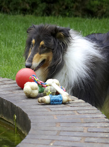 Collies, Dog, Dogs, Rough collie, Scooby