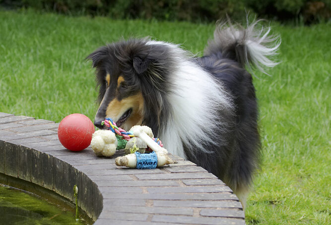 Collies, Dog, Dogs, Rough collie, Scooby