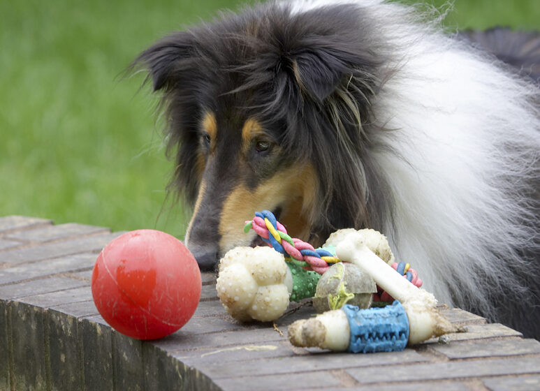 Collies, Dog, Dogs, Rough collie, Scooby