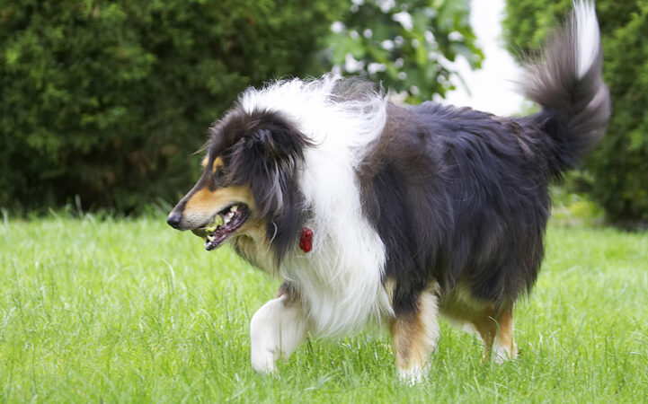 Collies, Dog, Dogs, Rough collie, Scooby