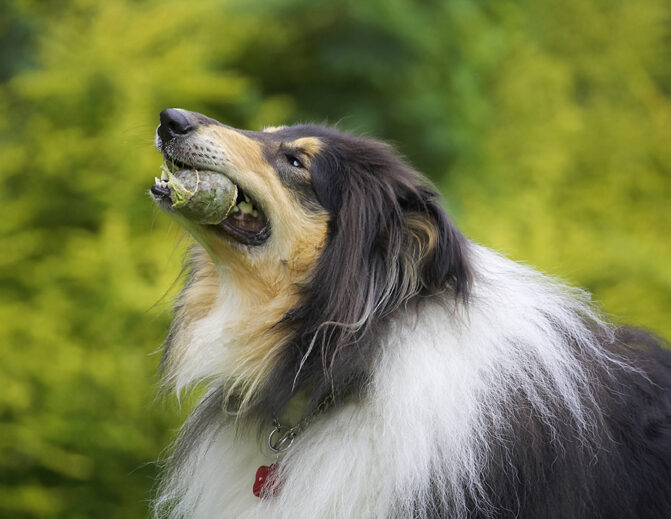 Collies, Dog, Dogs, Rough collie, Scooby