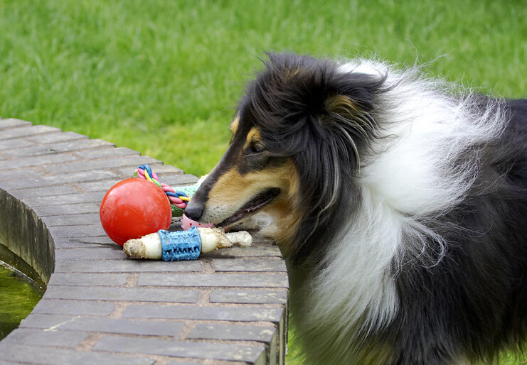 Collies, Dog, Dogs, Rough collie, Scooby