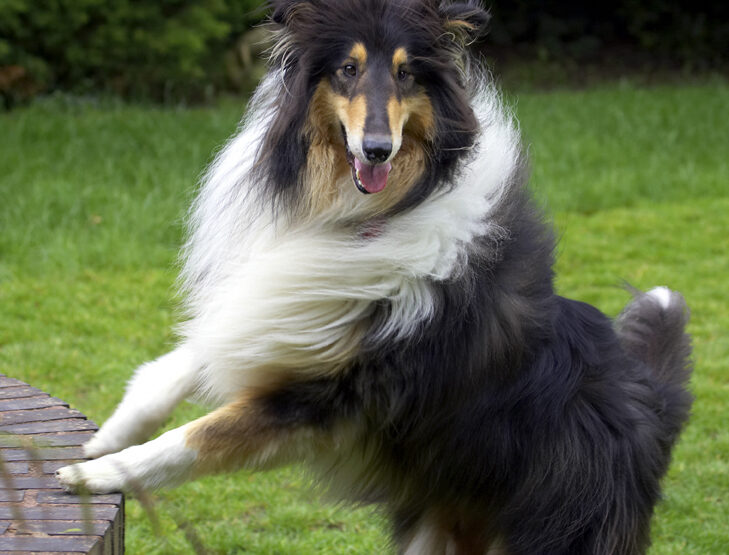 Collies, Dog, Dogs, Rough collie, Scooby
