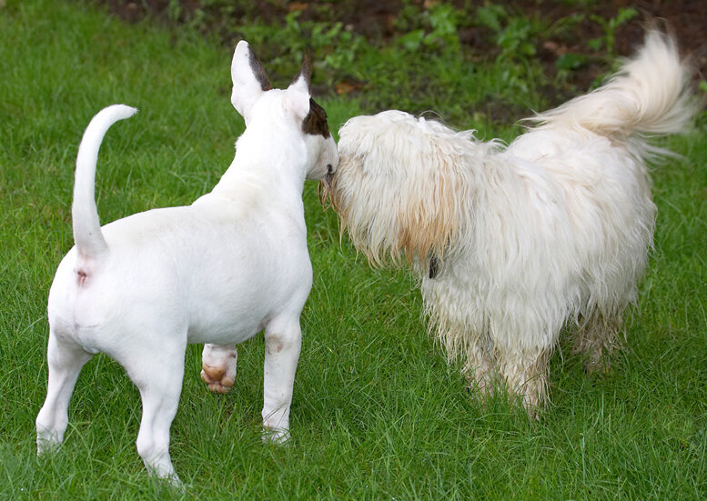 Dog, Dogs, English Bull Terrier, Friends, Mana, Play, Playing, Run, Running, Rupert, Terriers, Tibetan Terrier