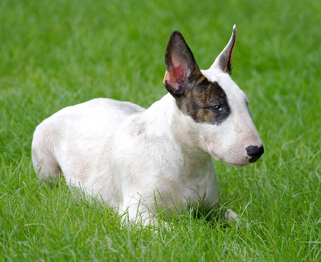 Dog, Dogs, English Bull Terrier, Mana, Play, Playing, Run, Running, Terriers