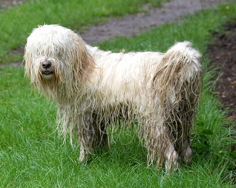 Dog, Dogs, Play, Playing, Run, Running, Rupert, Terriers, Tibetan Terrier