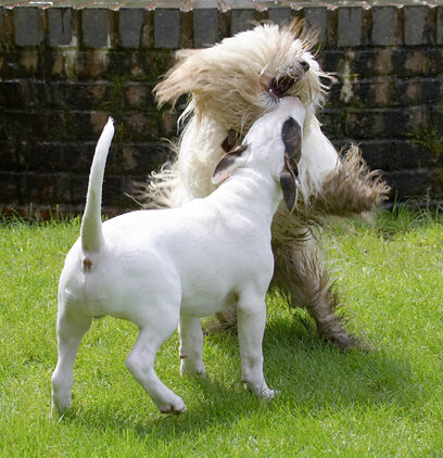 Dog, Dogs, English Bull Terrier, Friends, Mana, Play, Playing, Playtime, Run, Running, Rupert, Terriers, Tibetan Terrier