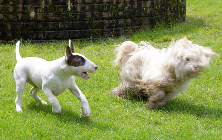 Dog, Dogs, English Bull Terrier, Friends, Mana, Play, Playing, Playtime, Run, Running, Rupert, Terriers, Tibetan Terrier