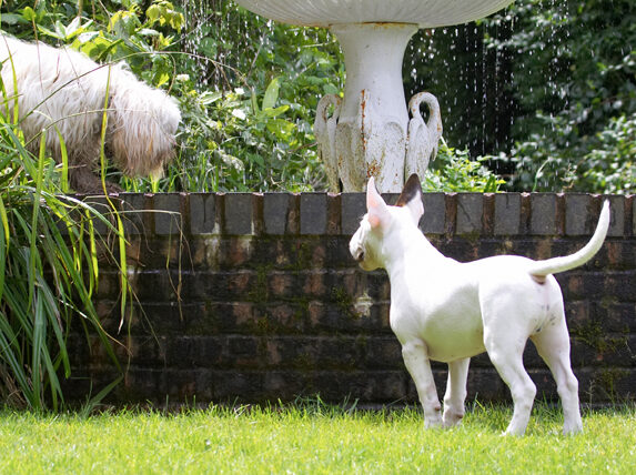 English Bull Terrier, Fountain, Friends, Mana, Play, Playing, Playtime, Rupert, Terriers, Tibetan Terrier