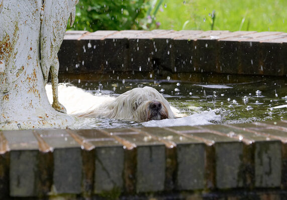 Dog, Dogs, Fountain, Play, Playing, Playtime, Rupert, Swimming, Terriers, Tibetan Terrier, Water